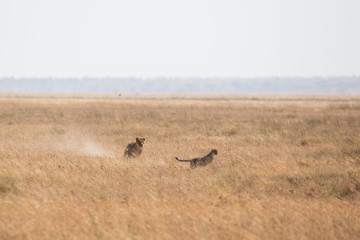 Lion chasing cheetah