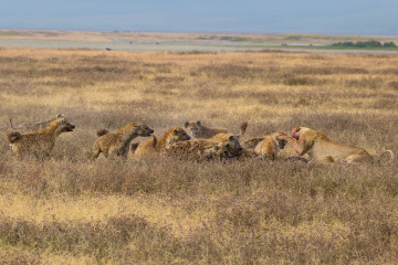Lions fighting with hyena