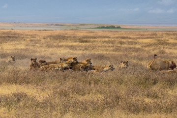 Lions escaping hyenas
