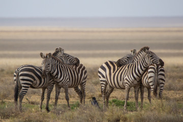 Zebras grooming