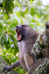 Baboon yawning