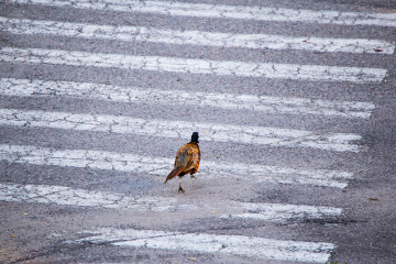 Pheasant using a crosswalk