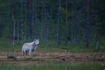 Posing wolf
