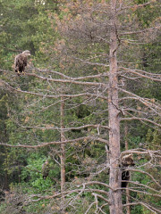 Karhukojuyö ei sinällään tuonut mitään mielenkiintosta, tolkuton määrä kotona deletoitavia kuvia. Mutta joskus jotain uuttakin, tässä Merokotka ja emonsa komentama karhunpoikanen samassa puussa.