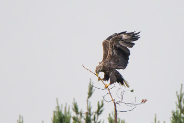 White-tailed eagle in tree
