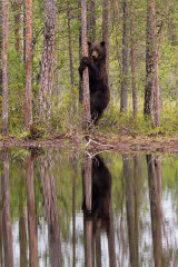 Bear in the tree