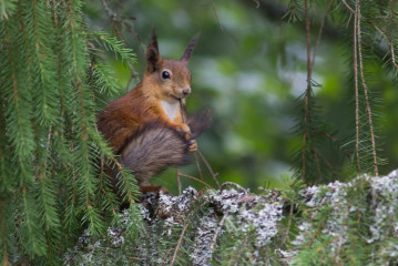 Orava "sukii" häntäänsä