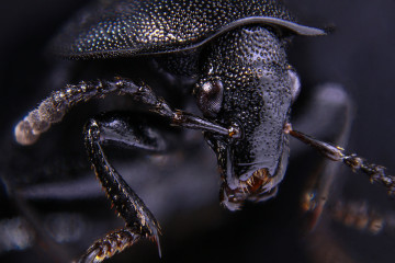 A black beetle
