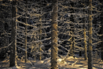 Talvinen metsä