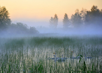 Swans in haze