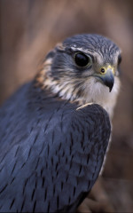 1.Falco columbarius.jpg