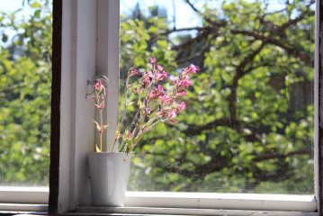 Kukat ikkunalla
