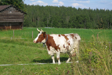 Lehmä