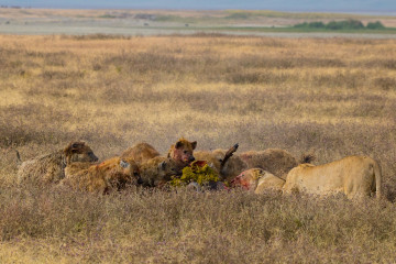 Lions and hyenas sharing wildebeest