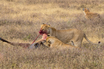 Lions eating a wildebeest