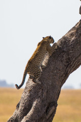 Leopard climbing