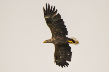 White-tailed eagle flying