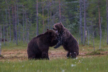 Wrestling bears