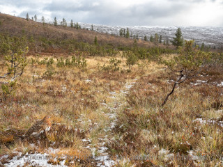 The protective color of the willow Ptarmigan.