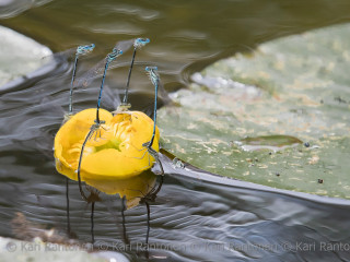 Yellow waterlily