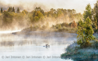 Autumn morning on the river
