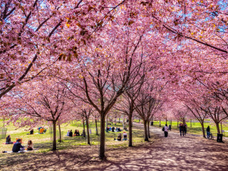 Roihuvuoren kirsikkapuut