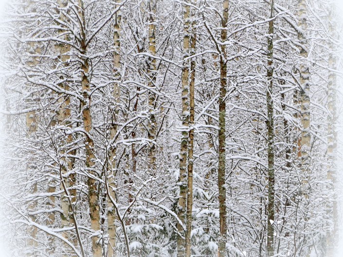 Kuukauden luontokuvat 2016