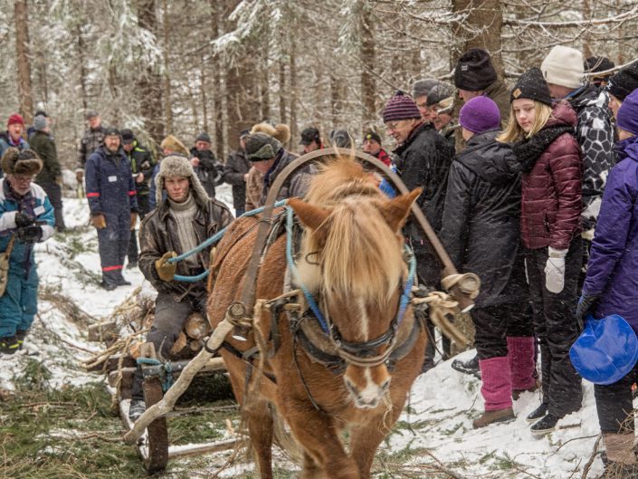 Kotaharju 2017