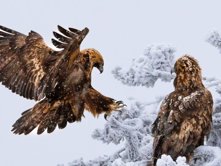 Kuukauden luontokuva 2026