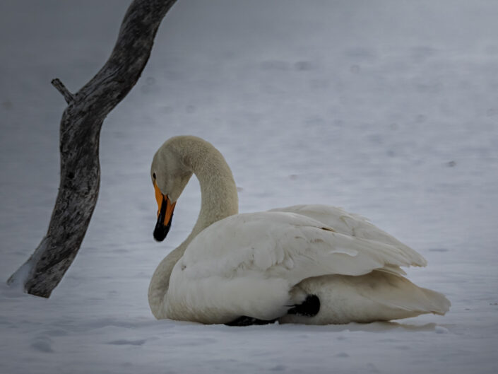 Kuukauden teemakuva2026